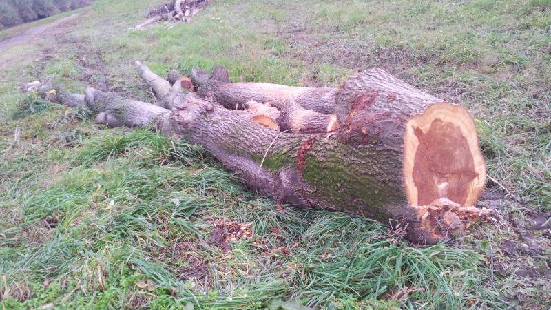 Allarme per il taglio degli alberi sulla ciclabile