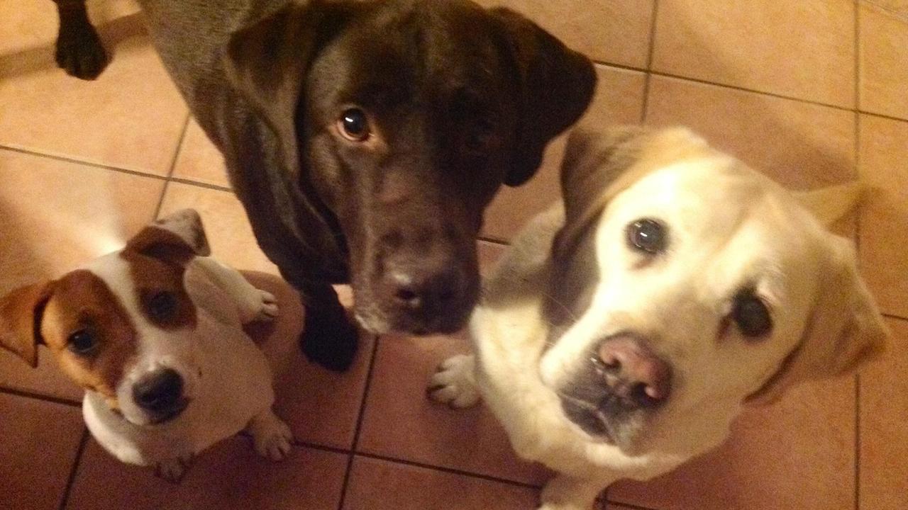 Risparmiare sui canili uccidendo gli animali? Sul web è polemica feroce