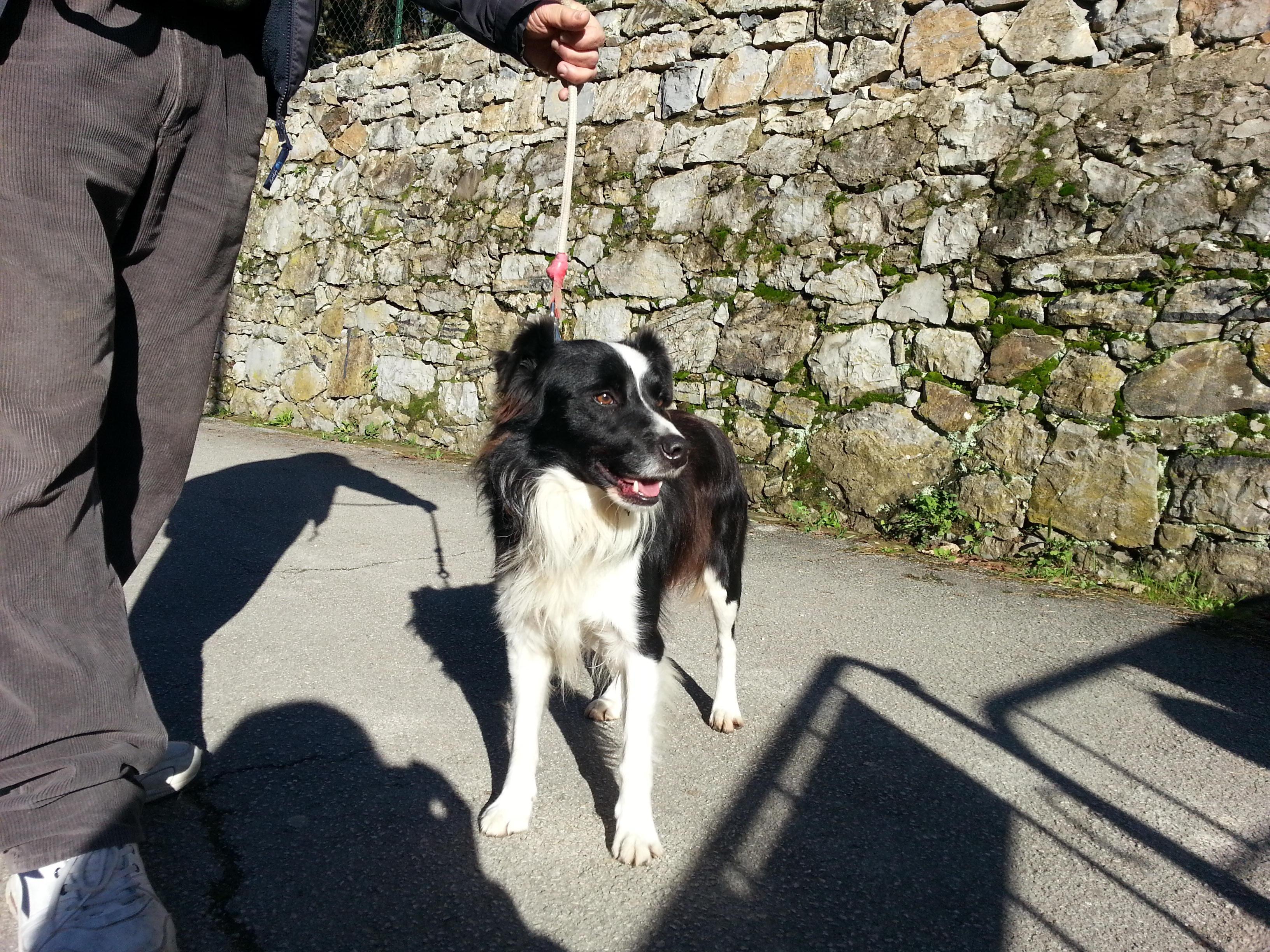Vivi grazie a Tex, il fiuto del cane eroe salva cinque persone 