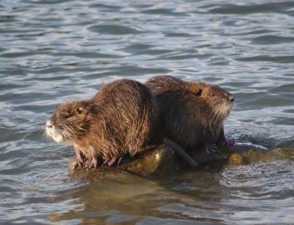 Allarme nutrie, Coldiretti si rivolge ai Comuni