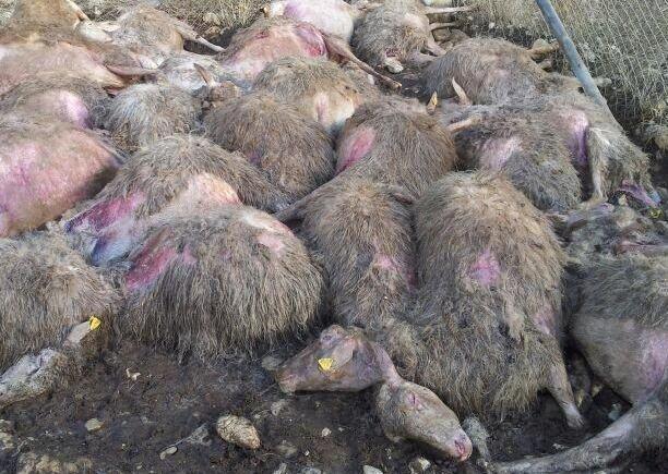 Le carcasse si interrano in azienda 