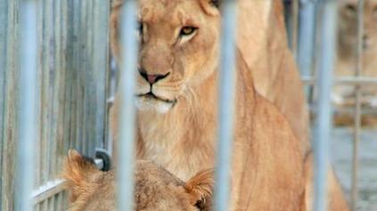 Ecco il circo degli animali. Altri biglietti in regalo
