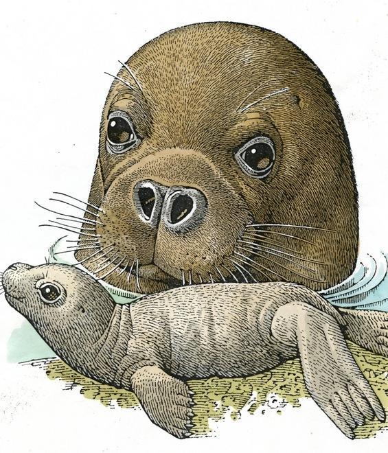 Eco Fantasy: “Freezze”, storia di una foca monaca 