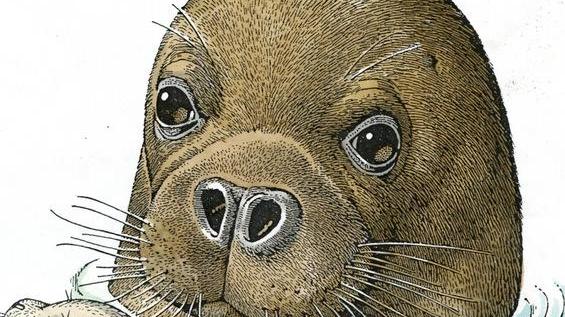 Eco Fantasy: “Freezze”, storia di una foca monaca 