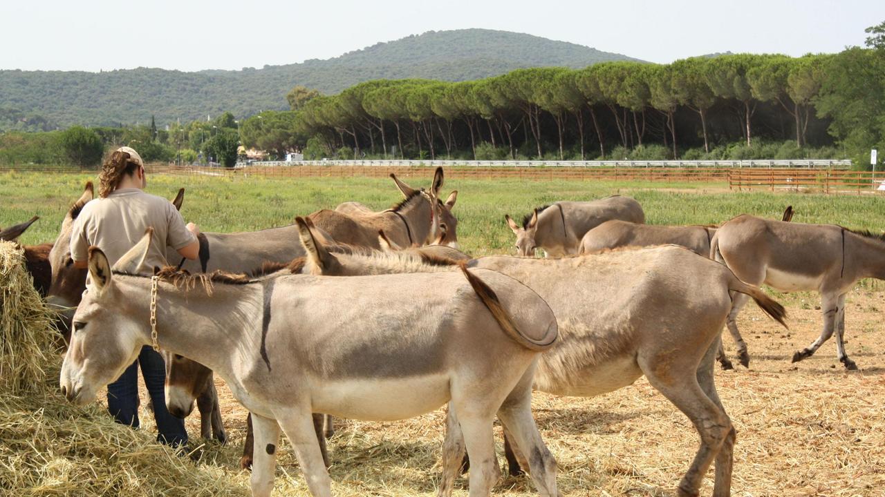 Asini alle Bandite di Scarlino