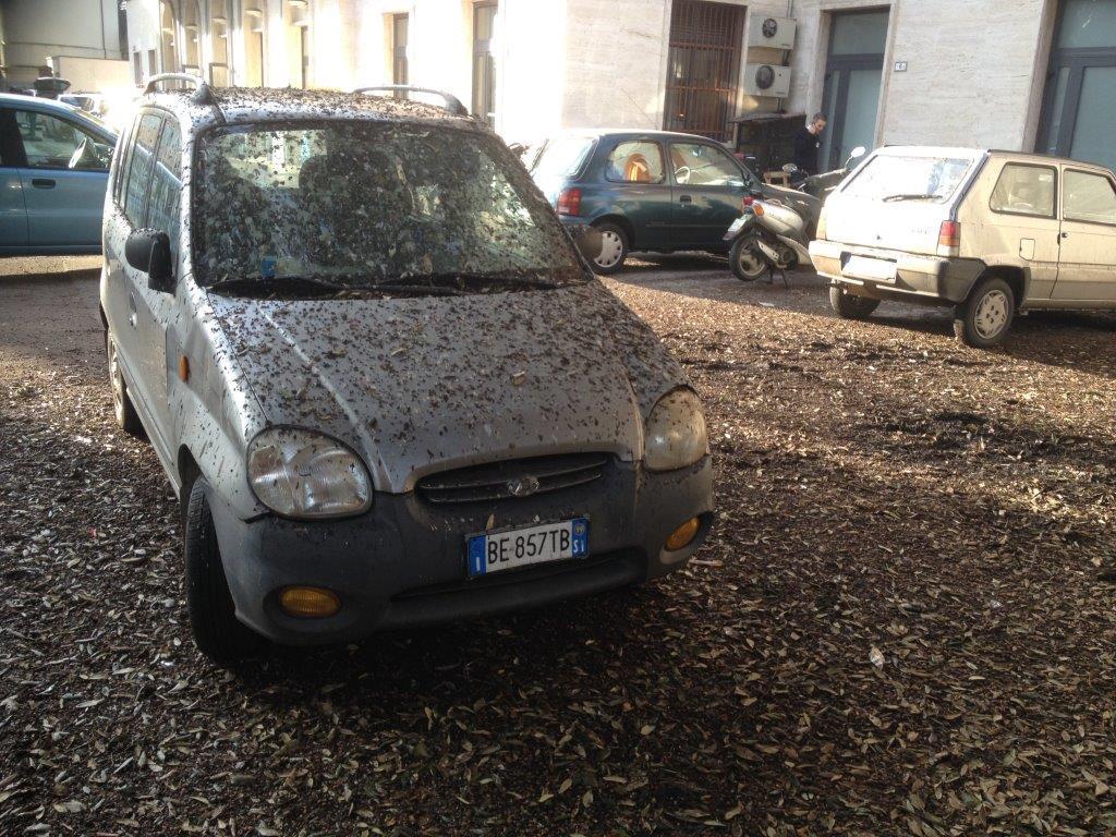 Stazione assalita dagli storni, auto e scooter ricoperti di guano