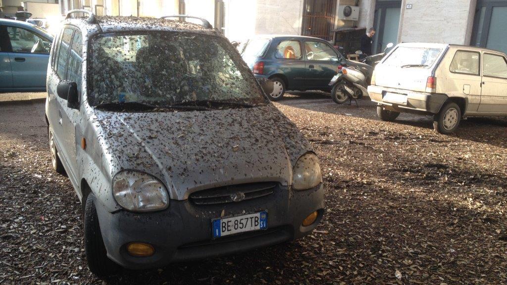 Stazione assalita dagli storni, auto e scooter ricoperti di guano