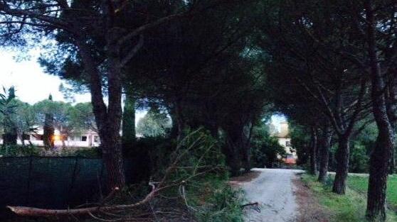 Alberi e rami pericolanti sulla strada