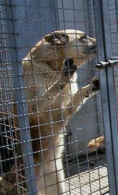 Zaghini ribadisce: un reato uccidere i cani 