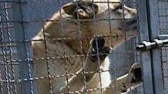 Zaghini ribadisce: un reato uccidere i cani