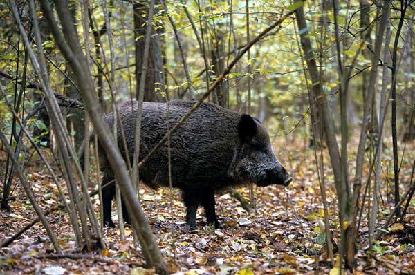 Un esemplare di cinghiale (foto d'archivio)
