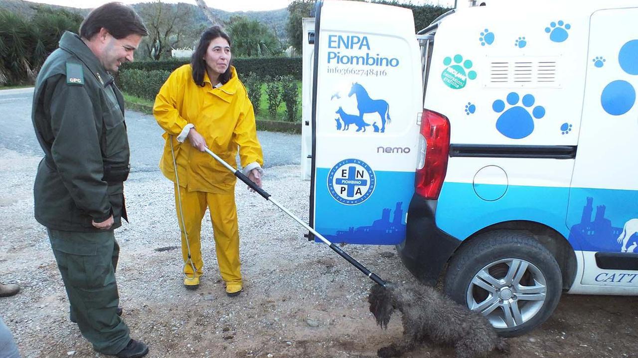 Forestale ed Enpa alla cattura (foto Barlettani)