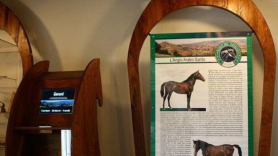 Genoni, una nuova vita per il museo dei cavallini 