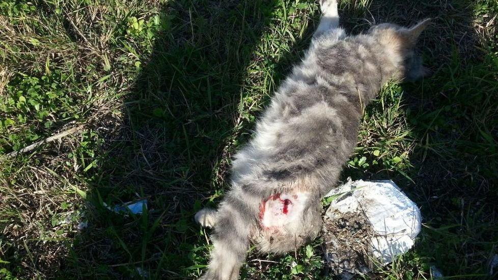 Gatto ucciso a martellate tra i canneti di Mogadiscio