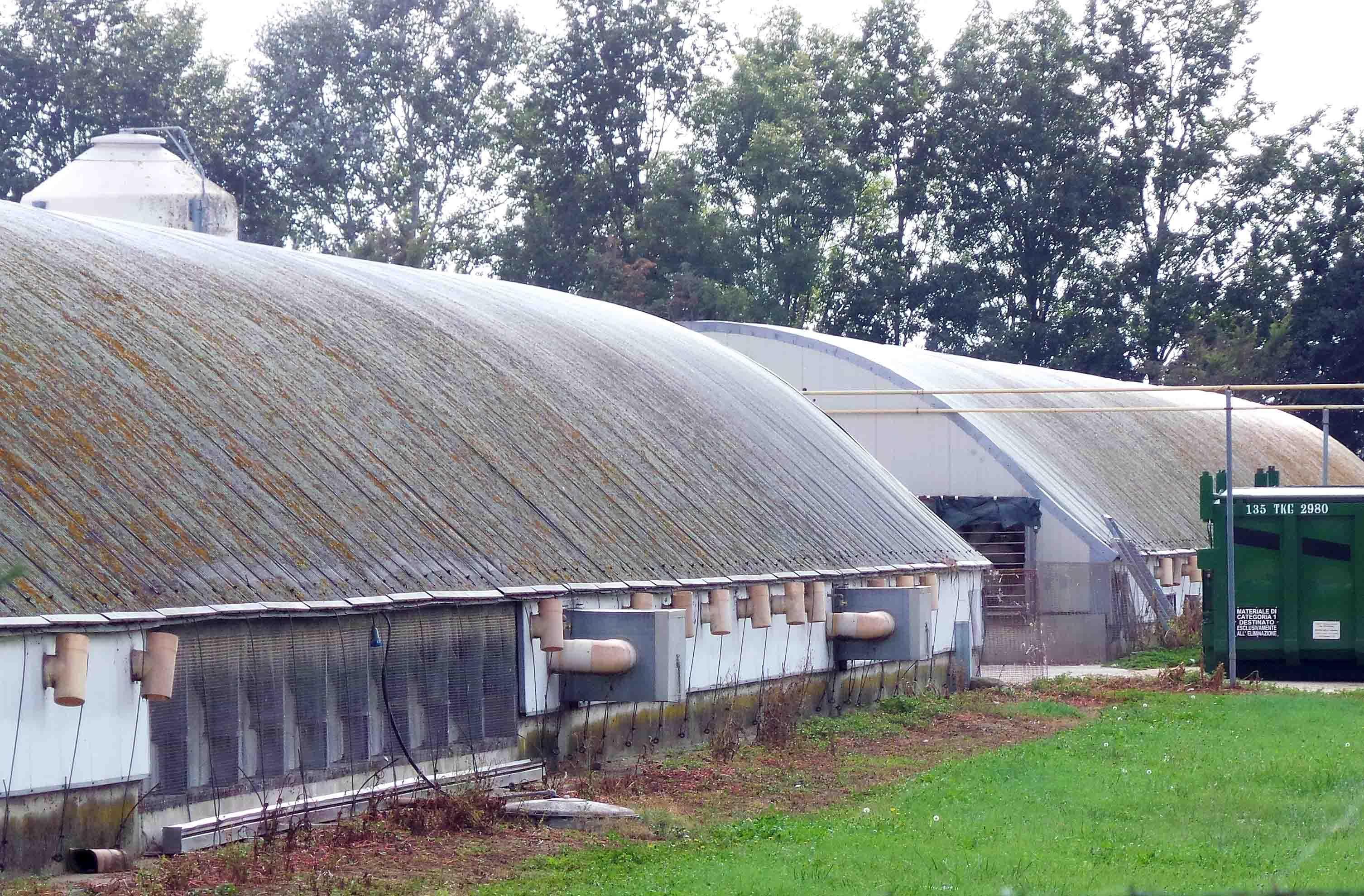 Un allevamento di tacchini colpito dall'aviaria