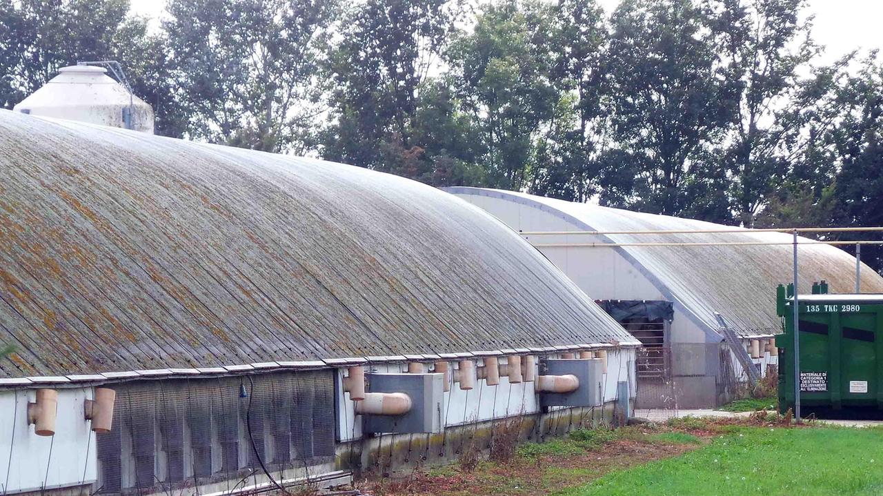 Un allevamento di tacchini colpito dall'aviaria