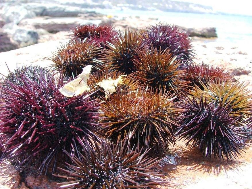 Pesca ai ricci di mare consentita fino a marzo 