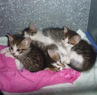 Tante iniziative per coprire le spese 