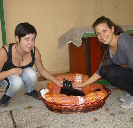 Gattile, vita da caserma per il bene dei mici 