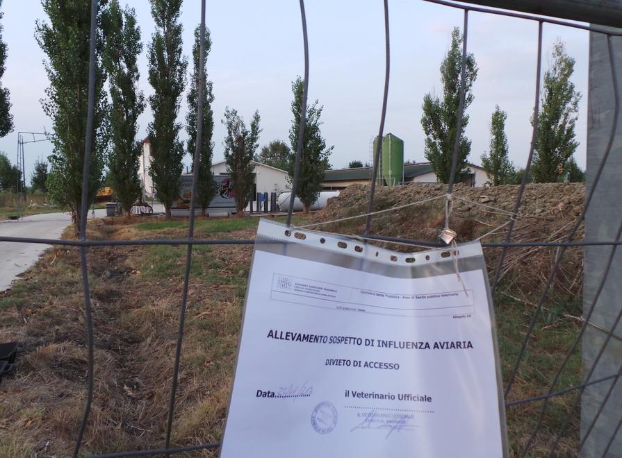 Aviaria, 17 milioni di euro per gli allevamenti colpiti 