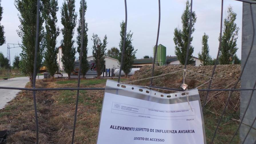 Aviaria, 17 milioni di euro per gli allevamenti colpiti