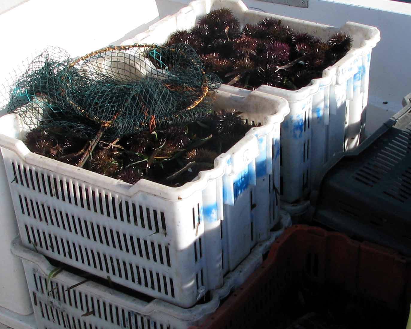 Barca piena di ricci "illegali", maxi multa a tre pescatori