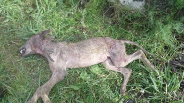 La carcassa del cucciolo di lupo ucciso a fucilate in Pian di Rena