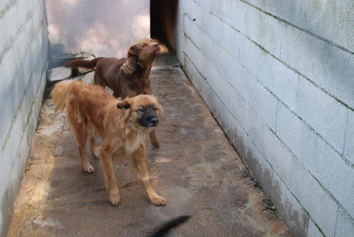 La Procura chiude il canile “Pippolandia” 