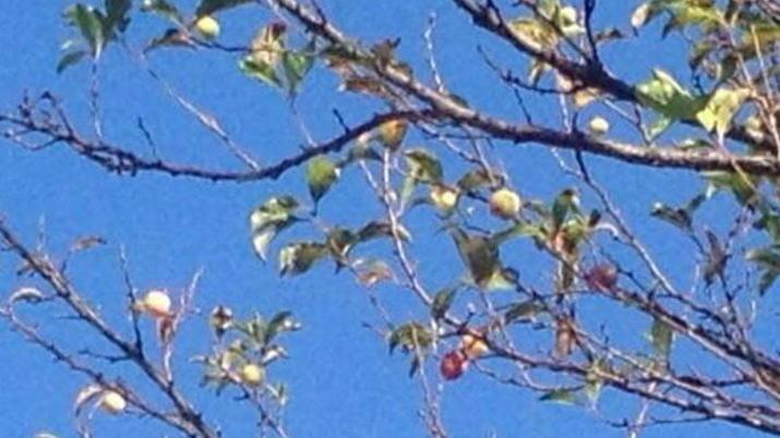 Inverno mite e nel frutteto spuntano le prime susine