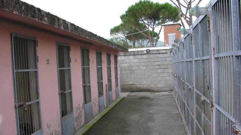 Un'immagine del canile di Pontetetto
