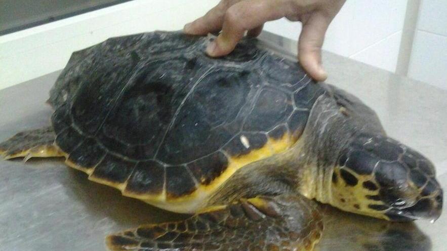 Operata la tartaruga Speranza aveva ingoiato lenza e ami