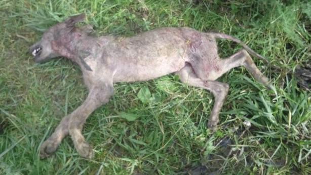 Cucciolo di lupo ucciso a fucilate