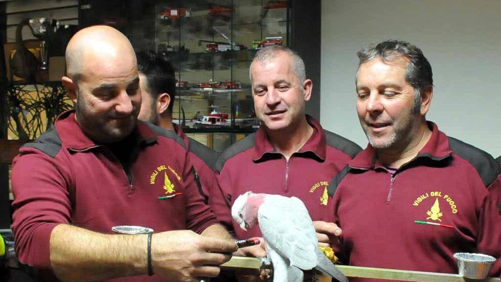 La storia di Natale: il pappagallo Fiamma torna a casa