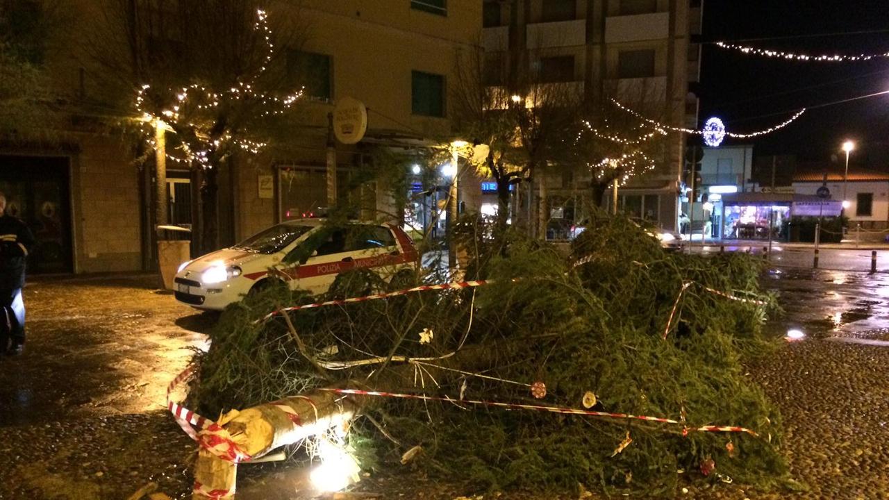 L'albero di Natale di Marina di Cecina abbattuto dal vento (foto Falorni/Silvi)