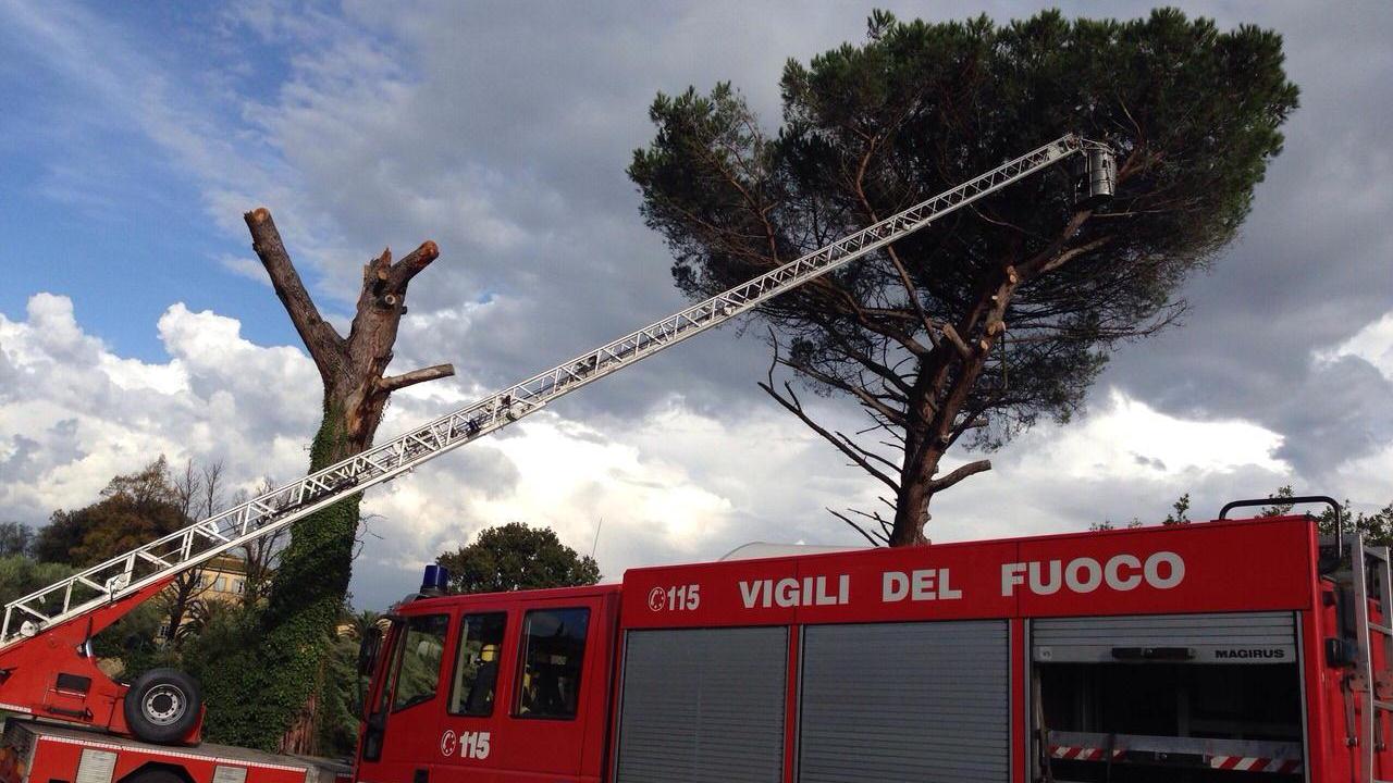Un intervento dei vigili del fuoco per la rimozione di rami pericolanti