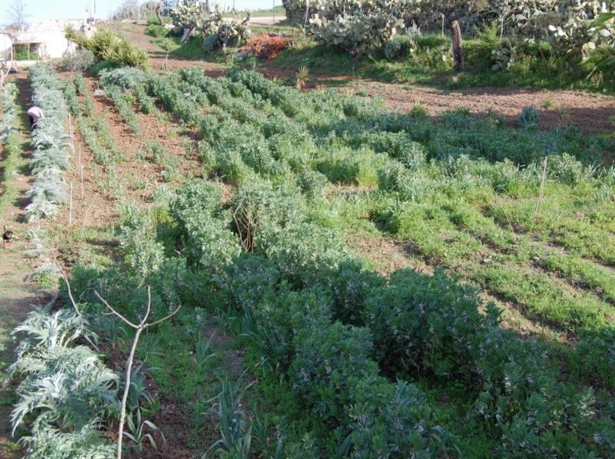 Terreni pubblici da coltivare ai disoccupati 