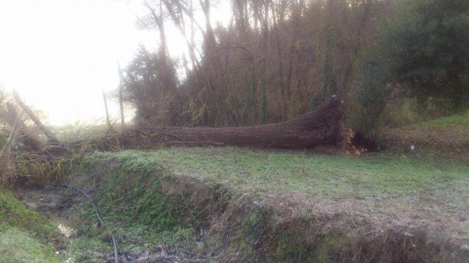 Uno degli alberi sradicati a Usigliano