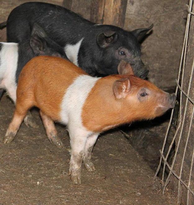 Maiali in paese, multato il proprietario 