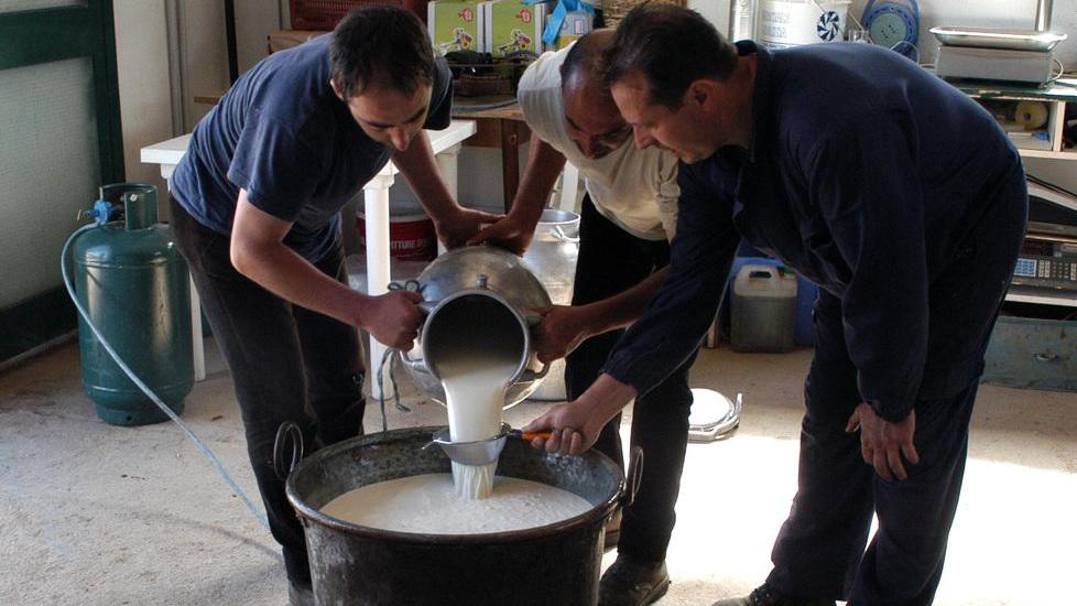 Conferimento del latte: la coop allevatori si divide 