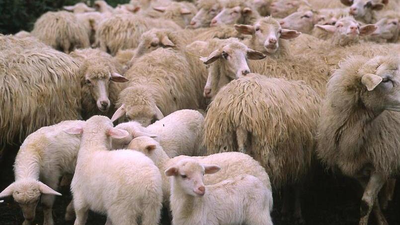 In aumento le vendite degli agnelli 