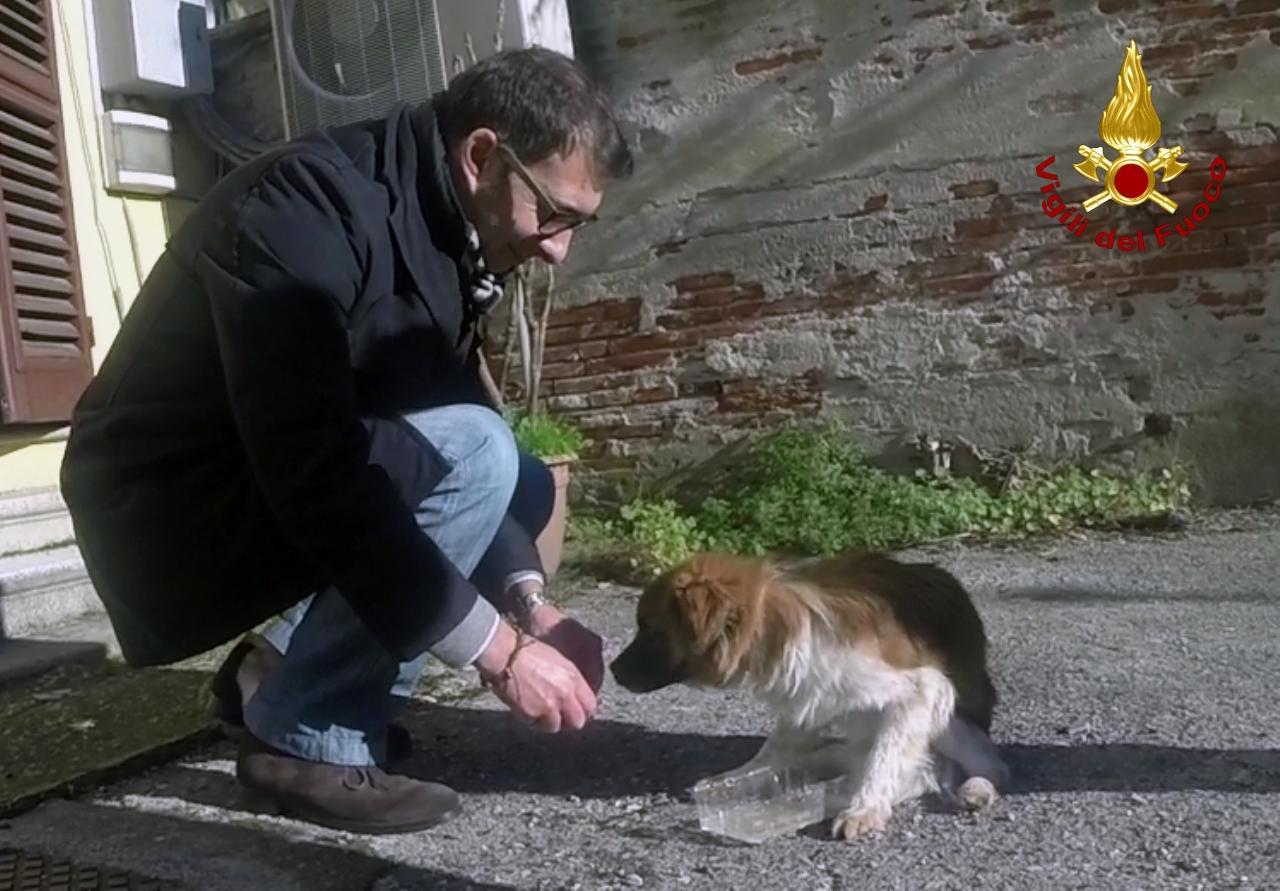 Ecco Teddy, il canino salvato dai vigili del fuoco
