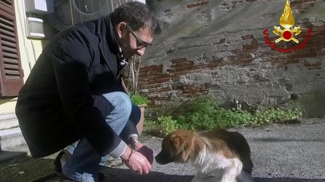 Ecco Teddy, il canino salvato dai vigili del fuoco