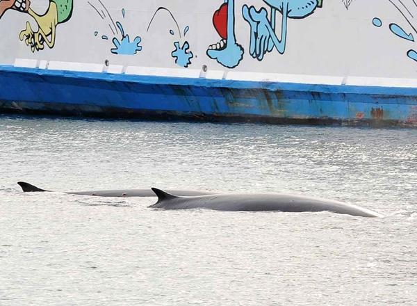 Balene in porto a Portoferraio (foto Giò Di Stefano)