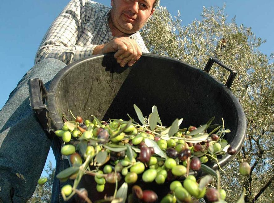 Olio, schizza alle stelle il prezzo dell’extravergine 
