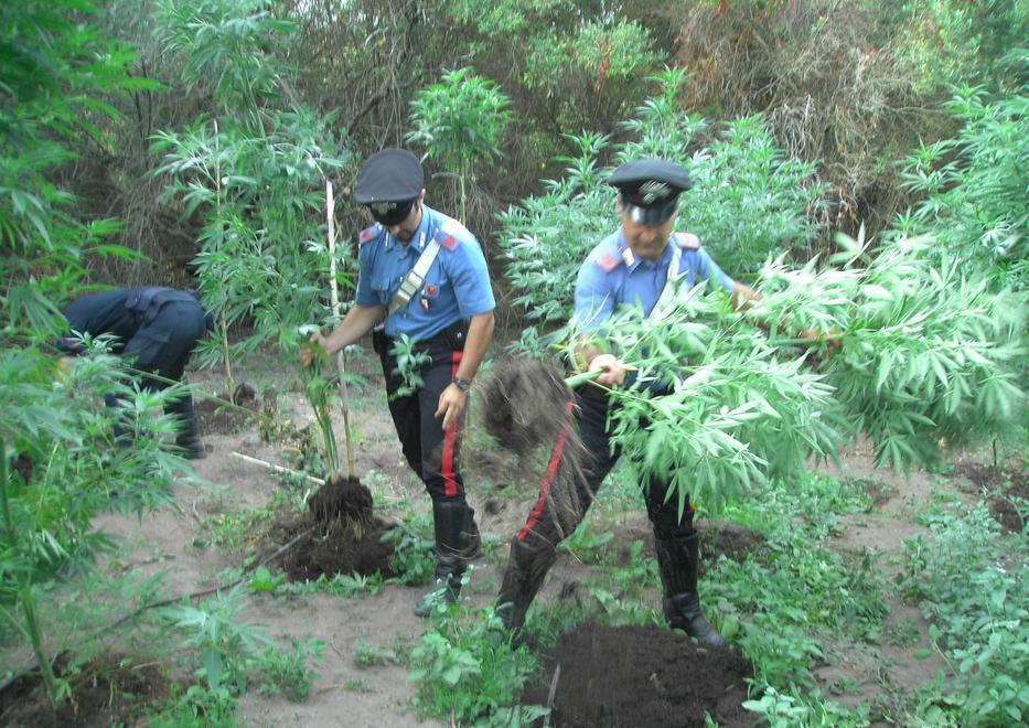 Un’isola paradiso della cannabis 
