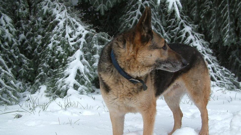 La prima neve sul monte Limbara