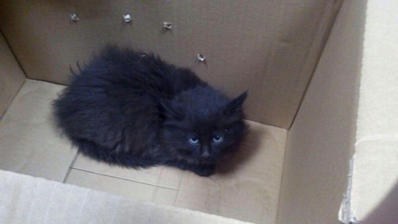 Il gatto recuperato dagli agenti dal cofano dell'auto