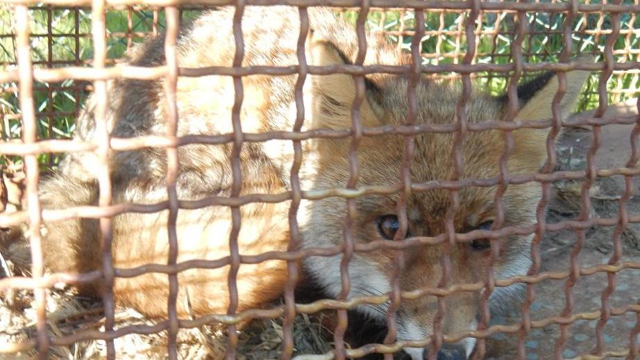 La volpe intrappolata nella gabbia