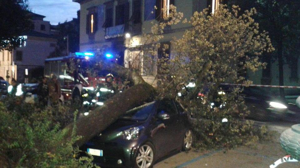 Montecatini: nuove verifiche sulle piante in città