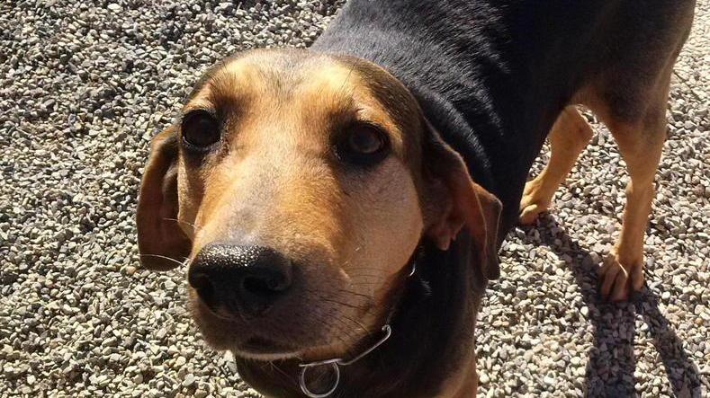 Alla ricerca di due cani